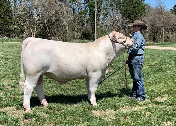 Ms Silver 953G ET